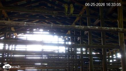 North Carolina Barn Owls Live Cam - Jun 25, 2026, 4:34pm EDT