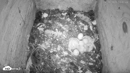 North Carolina Barn Owls Live Cam - Apr 20, 2026, 9:04pm EDT