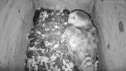 North Carolina Barn Owls Live Cam - Mar 19, 2026, 2:40am EDT