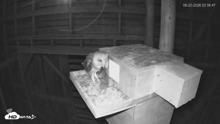North Carolina Barn Owls Live Cam - Jun 20, 2026, 12:39am EDT