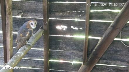 North Carolina Barn Owls Live Cam - Jul 15, 2026, 2:52pm EDT