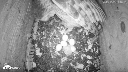 North Carolina Barn Owls Live Cam - Apr 13, 2026, 7:41pm EDT