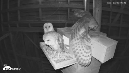 North Carolina Barn Owls Live Cam - Jun 21, 2026, 10:51pm EDT