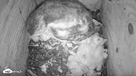 North Carolina Barn Owls Live Cam - Apr 28, 2026, 3:39pm EDT