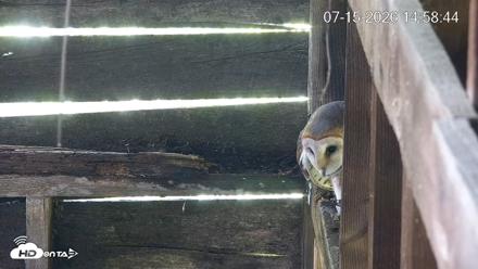 North Carolina Barn Owls Live Cam - Jul 15, 2026, 2:59pm EDT
