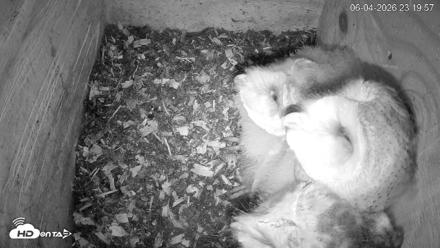 North Carolina Barn Owls Live Cam - Jun 4, 2026, 11:20pm EDT