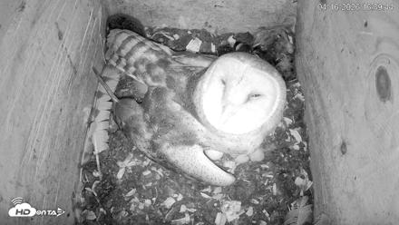 North Carolina Barn Owls Live Cam - Apr 16, 2026, 4:40pm EDT