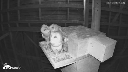 North Carolina Barn Owls Live Cam - Jun 21, 2026, 10:48pm EDT