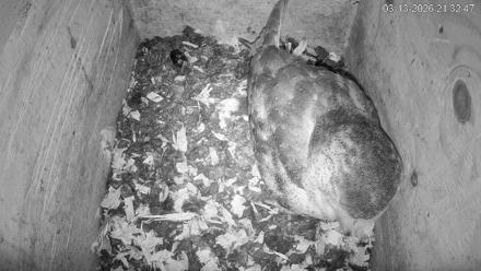 North Carolina Barn Owls Live Cam - Mar 13, 2026, 9:33pm EDT