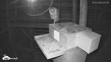 North Carolina Barn Owls Live Cam - Jun 23, 2026, 10:58pm EDT