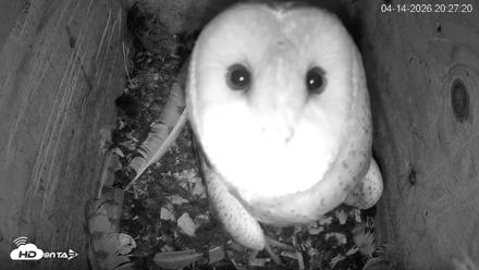North Carolina Barn Owls Live Cam - Apr 14, 2026, 8:28pm EDT