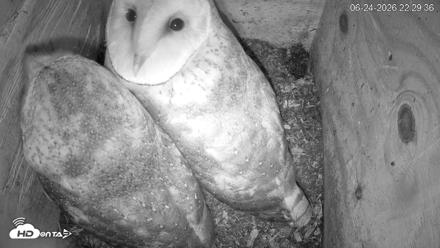 North Carolina Barn Owls Live Cam - Jun 24, 2026, 10:30pm EDT