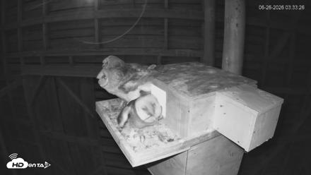 North Carolina Barn Owls Live Cam - Jun 26, 2026, 3:37am EDT