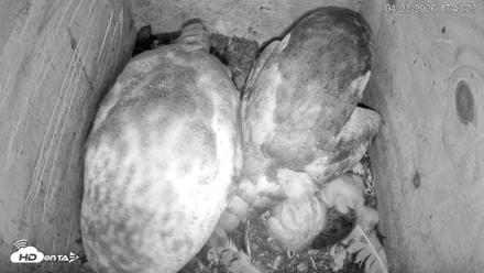 North Carolina Barn Owls Live Cam - Apr 22, 2026, 5:44pm EDT