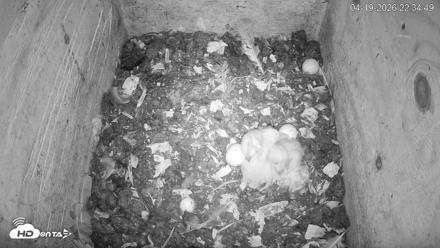 North Carolina Barn Owls Live Cam - Apr 19, 2026, 10:35pm EDT