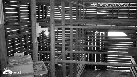 North Carolina Barn Owls Live Cam - Jul 6, 2026, 8:53am EDT