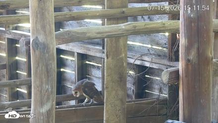 North Carolina Barn Owls Live Cam - Jul 15, 2026, 3:12pm EDT