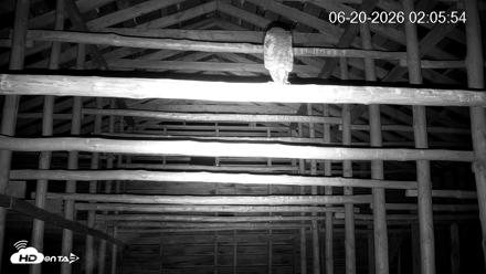 North Carolina Barn Owls Live Cam - Jun 20, 2026, 2:06am EDT