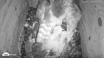 North Carolina Barn Owls Live Cam - Apr 26, 2026, 9:41am EDT