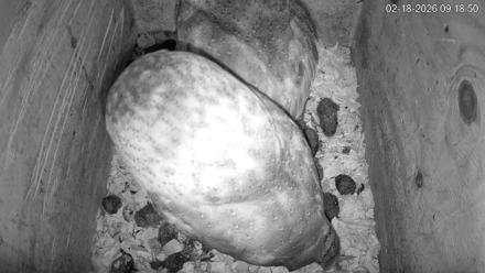 North Carolina Barn Owls Live Cam - Feb 18, 2026, 9:19am EST