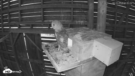 North Carolina Barn Owls Live Cam - Jun 10, 2026, 8:51pm EDT