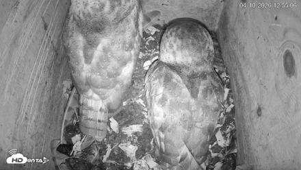 North Carolina Barn Owls Live Cam - Apr 10, 2026, 12:55pm EDT