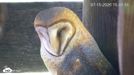 North Carolina Barn Owls Live Cam - Jul 15, 2026, 3:41pm EDT
