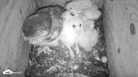 North Carolina Barn Owls Live Cam - May 5, 2026, 9:37am EDT