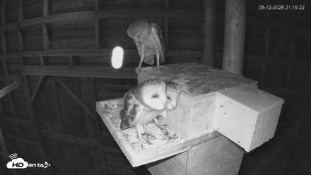 North Carolina Barn Owls Live Cam - Jun 12, 2026, 9:20pm EDT