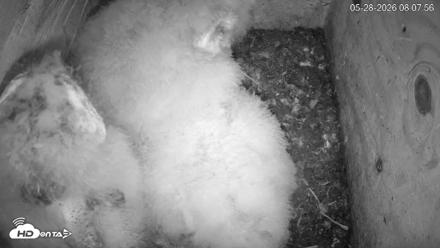 North Carolina Barn Owls Live Cam - May 28, 2026, 8:09am EDT