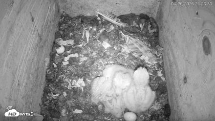 North Carolina Barn Owls Live Cam - Apr 26, 2026, 9:24pm EDT