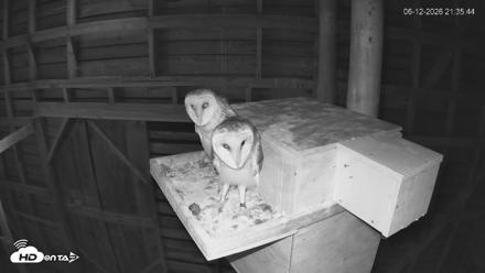 North Carolina Barn Owls Live Cam - Jun 12, 2026, 9:36pm EDT
