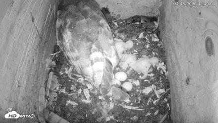 North Carolina Barn Owls Live Cam - Apr 18, 2026, 2:40pm EDT