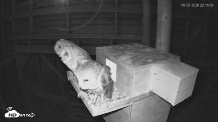 North Carolina Barn Owls Live Cam - Jun 25, 2026, 10:17pm EDT