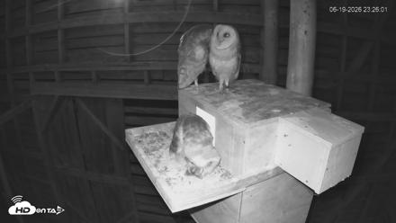 North Carolina Barn Owls Live Cam - Jun 19, 2026, 11:26pm EDT