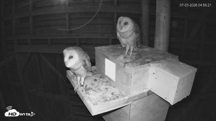 North Carolina Barn Owls Live Cam - Jul 3, 2026, 5:00am EDT