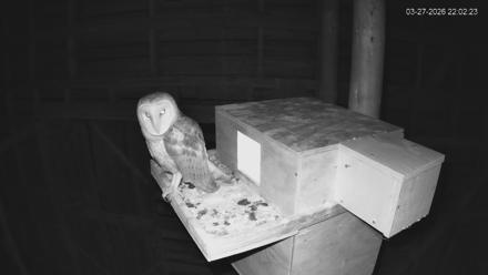 North Carolina Barn Owls Live Cam - Mar 27, 2026, 10:03pm EDT