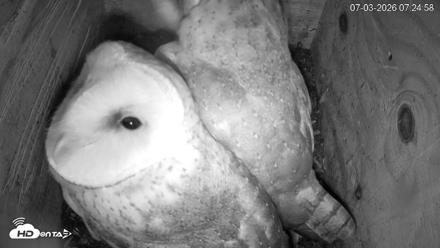 North Carolina Barn Owls Live Cam - Jul 3, 2026, 7:25am EDT