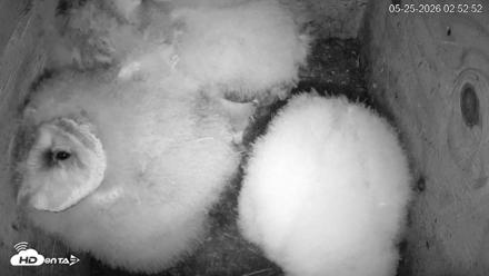 North Carolina Barn Owls Live Cam - May 25, 2026, 2:53am EDT
