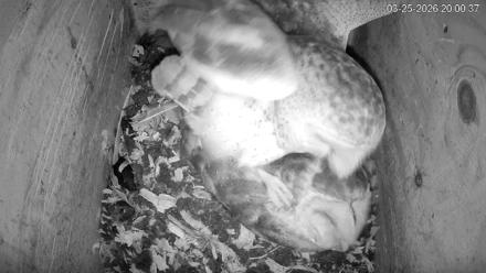 North Carolina Barn Owls Live Cam - Mar 25, 2026, 8:01pm EDT
