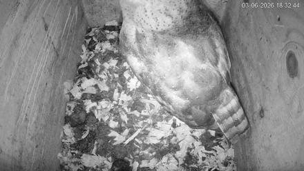 North Carolina Barn Owls Live Cam - Mar 6, 2026, 6:33pm EST