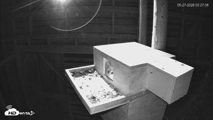North Carolina Barn Owls Live Cam - May 27, 2026, 12:28am EDT