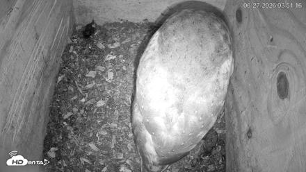 North Carolina Barn Owls Live Cam - Jun 27, 2026, 3:52am EDT