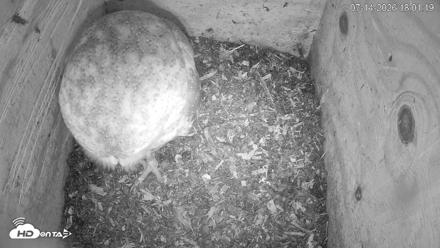 North Carolina Barn Owls Live Cam - Jul 14, 2026, 6:02pm EDT