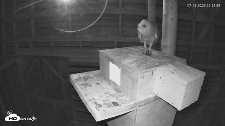 North Carolina Barn Owls Live Cam - Jul 15, 2026, 10:55pm EDT