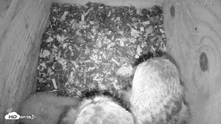 North Carolina Barn Owls Live Cam - Jun 5, 2026, 2:31pm EDT