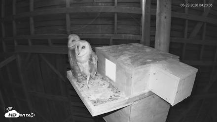 North Carolina Barn Owls Live Cam - Jun 22, 2026, 4:20am EDT