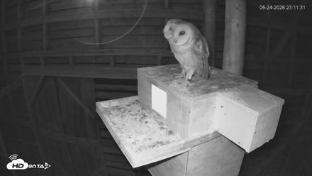North Carolina Barn Owls Live Cam - Jun 24, 2026, 11:12pm EDT