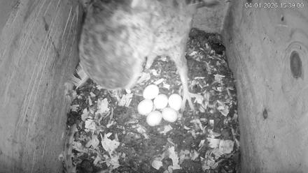 North Carolina Barn Owls Live Cam - Apr 1, 2026, 3:40pm EDT