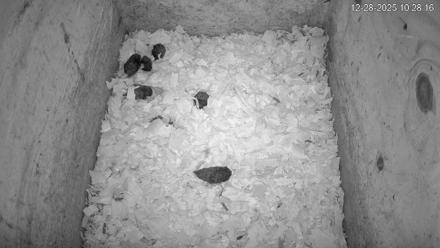 North Carolina Barn Owls Live Cam - Dec 28, 2025, 10:28am EST